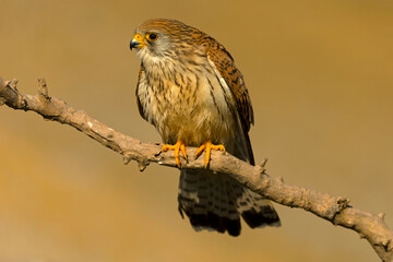 Female Lesser kestrel in her territory on a very clear spring day