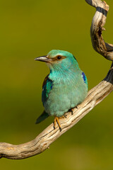 European roller at first light of sunrise on its breeding ground in spring
