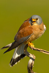 Adult male Lesser kestrel at first light of sunrise on its breeding ground in spring