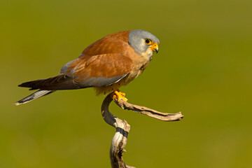 Adult male Lesser kestrel at first light of sunrise on its breeding ground in spring