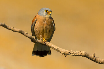 Adult male Lesser kestrel at first light of sunrise on its breeding ground in spring