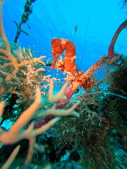 Walrus on a reef in Honduras