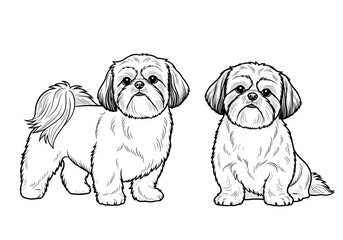 Two adorable Shih Tzu dogs, one standing confidently and the other sitting patiently, showing off their charming appearance