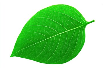 Obraz premium Close-up of a vibrant green leaf, showing distinct veins