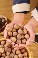 Fresh Dried Longans Without Seeds Held in Cupped Hands - Tropical Asian Fruit with Cinnamon Brown Color
