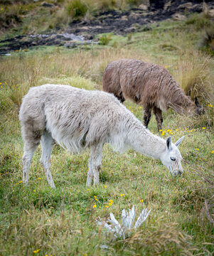 Grazing llamas in Cayambe lush landscape