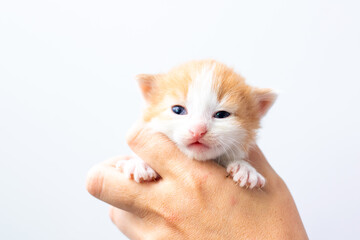 A person is gently holding a small orange and white kitten