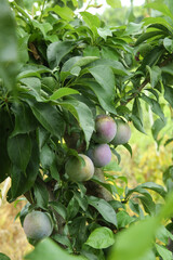 Fresh Plums Growing on Tree Branch in Orchard During May Harvest Season