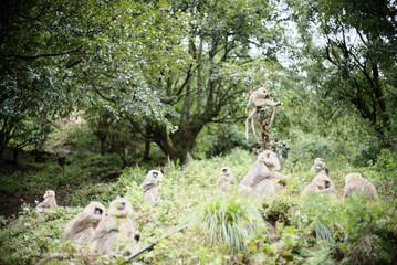 Primate Group Sitting on Grassland in Nature