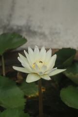 A white lotus flower is in a water pot and has beautiful yellow stamens. Bees come to collect the nectar.