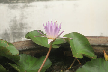 A pink water lily blossom floats peacefully in a serene garden pond