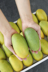 Hands Selecting Fresh Ripe Mangoes from Wooden Crate - Tropical Fruit Harvest Concept