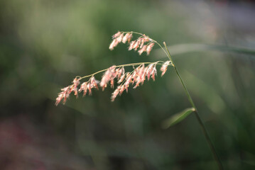 The small grass flowers in the lawn, blurred in the background.