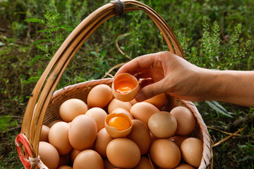Fresh Farm Eggs in Wicker Basket with Hand Holding Cracked Egg Showing Golden Yolk on Green Natural...