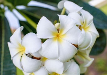 Obraz premium white frangipani flowers the beautiful white rain lily is planted in front of the house to enhance the tranquility.