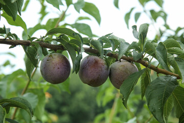 Freshly picked purple plums growing on tree branch ready for harvest in May