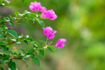 Fototapeta premium pink flowers on the tree, on the side, in the park, are a beautiful nature.