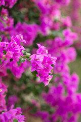 Fototapeta premium The red flowers on the tree, on the side, in the park are a beautiful nature.