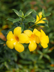 Large yellow flowers in Thailand are beautiful and vibrant.