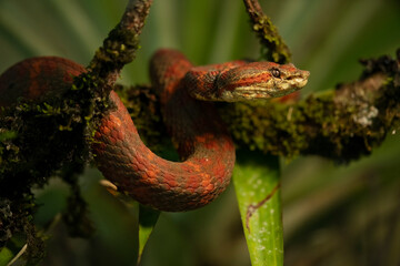 Eyelash Viper Resting on Branch in Tropical Rainforest