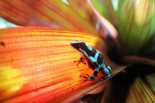 Green dart frog on a vibrant leaf in Panama