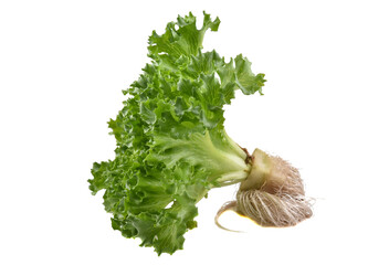 Fresh Frillice Iceberg Lettuce isolated on white background
