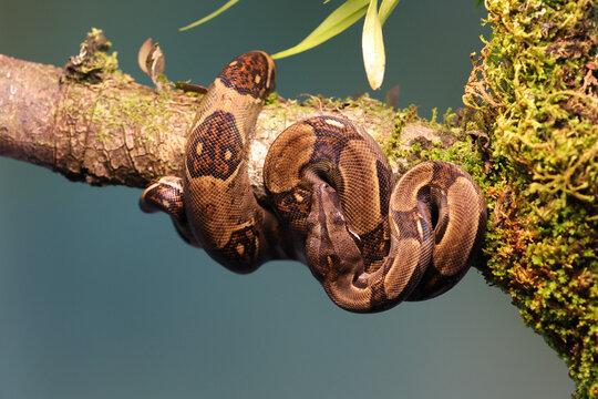 Ringed tree boa coiled on a mossy branch
