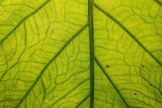 Close-up of vibrant green elephant ear leaf texture