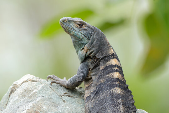 Common basilisk relaxing on rock in Panama