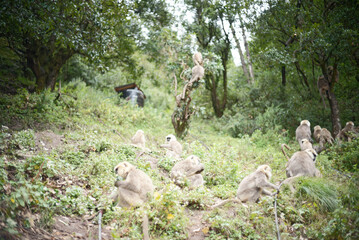 Group of Gray Langur Monkeys Resting Together