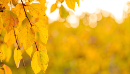 Obraz premium Autumn Leaves on Branch with Soft Sunlight and Blurred Background