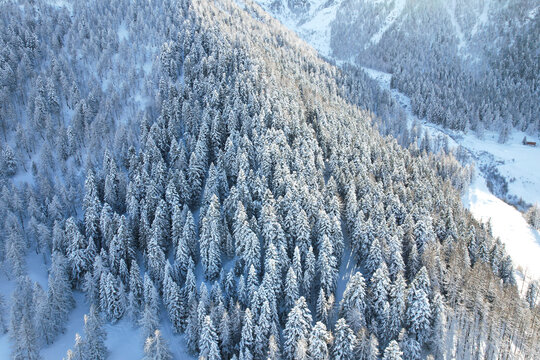 Aerial view of snow-laden evergreen forest blanketing the rugged slopes, whispering tales of winter's serene embrace, Frais, Piemonte, Italy.