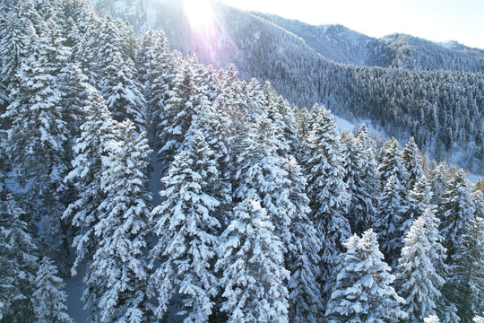 Aerial view of snow-laden evergreens blanket the landscape, contrasting with the stark mountain peaks under a radiant sun, Frais, Piemonte, Italy.