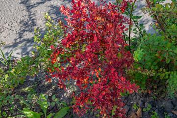 Natural background of purple leaves and berries of barberry bush.