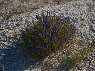 Purple Hyssop Flowers Growing in a Chalk Quarry