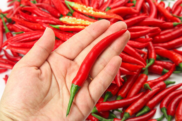 Freshly Picked Red Chili Pepper in Hand with Hot Peppers Background
