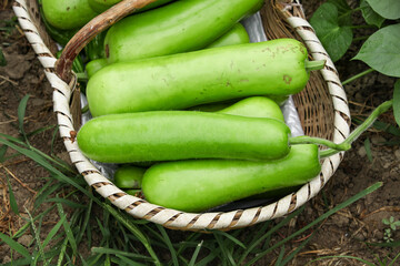 Fresh bottle gourds in wicker basket - organic farm vegetables harvest from garden
