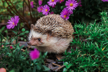 Cute hedgehog face among purple chrysanthemums. small hedgehog enjoying the outdoors surrounded by...