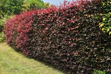 Purple Beech Hedge with Red Spring Growth along Garden