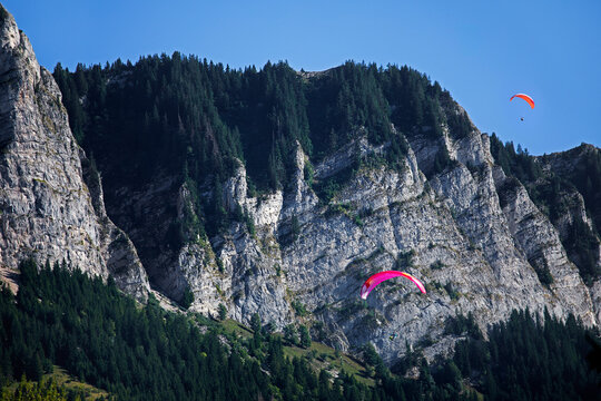 Parapentistes fr&ocirc;lant les falaises rocheuses et abruptes, garnies de sapins, sous le soleil et le ciel bleu d'&eacute;t&eacute;, dans les Alpes.