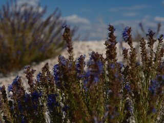 Fototapeta premium Close-up Purple Hyssop Flowers Growing in a Chalk Quarry
