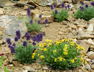  pretty yellow dwarf mountain ragwort and purple fringe  wildflowers in summer  along upper straight creek trail in in summit county near  eisenhower tunnel in rocky mountains of colorado  