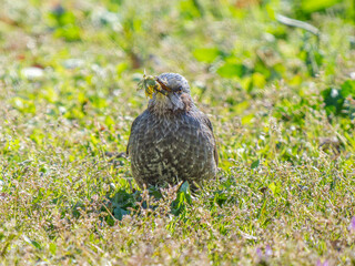 タンポポを食べるヒヨドリ