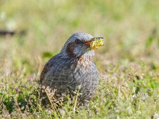 タンポポを食べるヒヨドリ