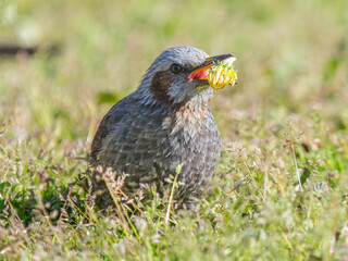 タンポポを食べるヒヨドリ