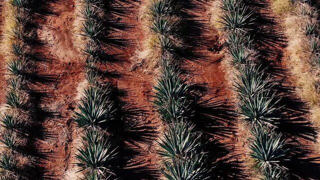 Aerial view of spiky agave plants cast stark shadows on the rust-colored earth, a mesmerizing tapestry of nature's artistry, Tequila, Jalisco, Mexico.