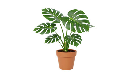Monstera deliciosa plant in terracotta pot / Tanaman monstera deliciosa dalam pot tanah liat