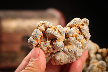 Panax Notoginseng Pseudoginseng Roots Harvest in Yunnan China Traditional Herbal Medicine