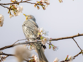 桜とヒヨドリ