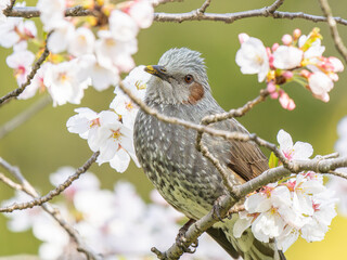 桜とヒヨドリ